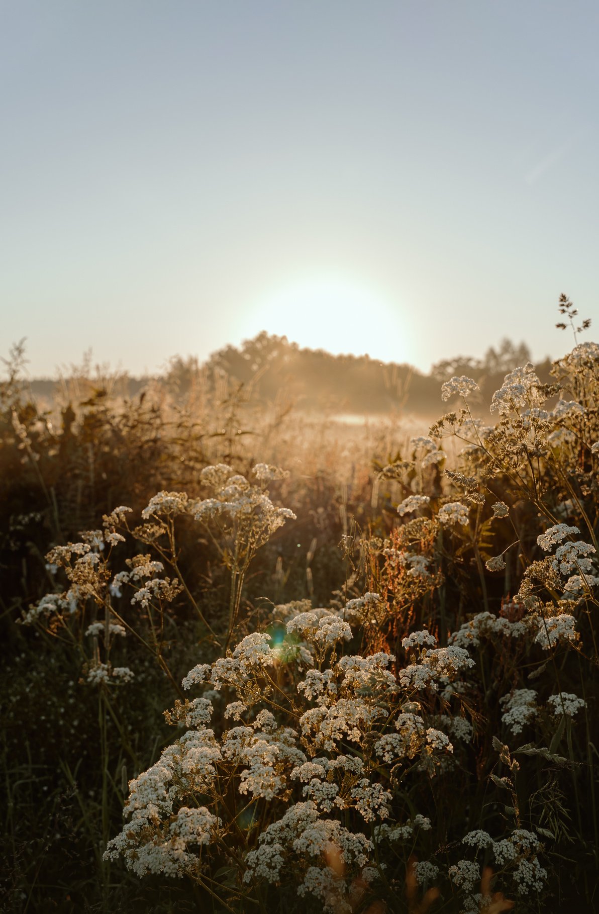 Wildflowers in a meadow, sunrise background, morning aesthetic