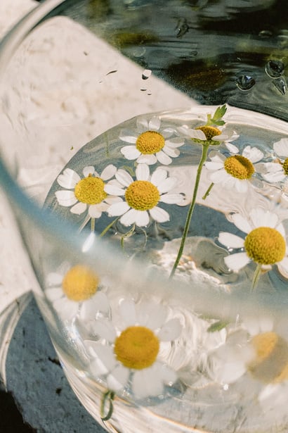 White chamomile flowers in glass of water